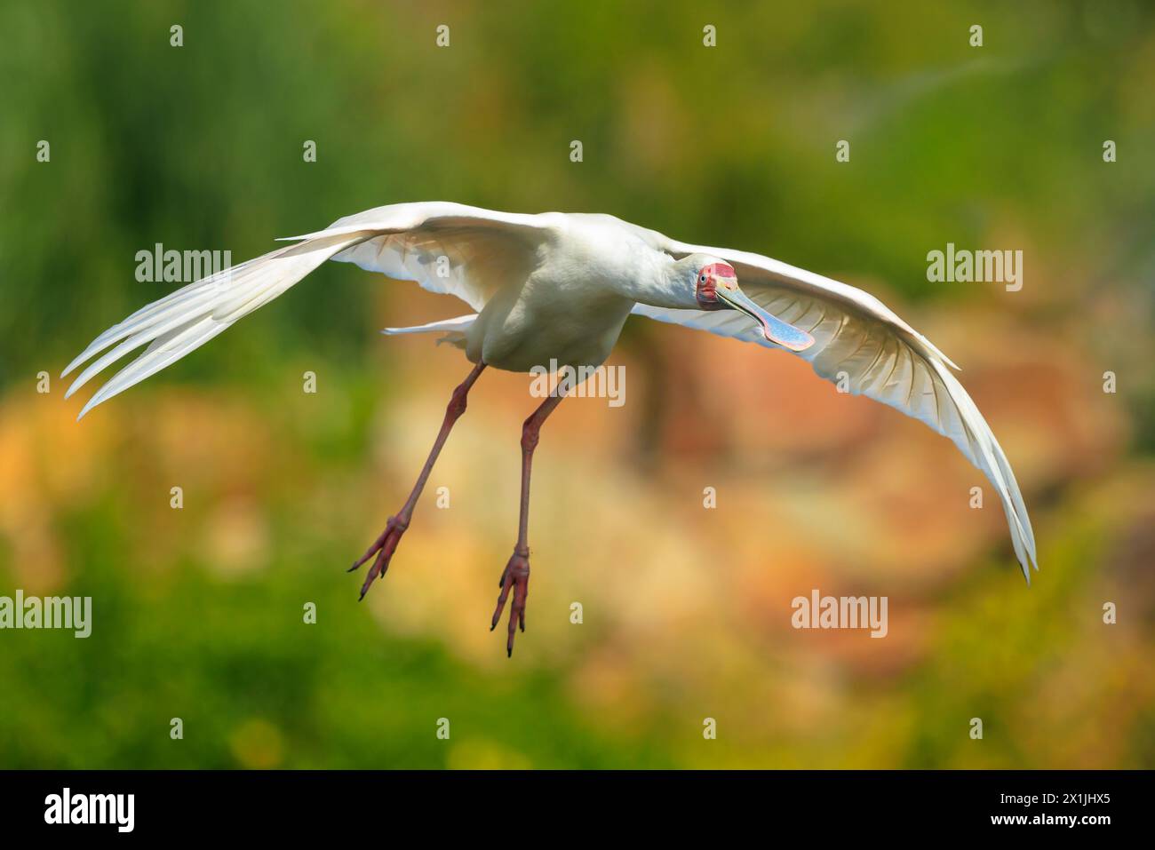 Gros plan d'un Spoonbill africain, Platalea alba, en vol Banque D'Images