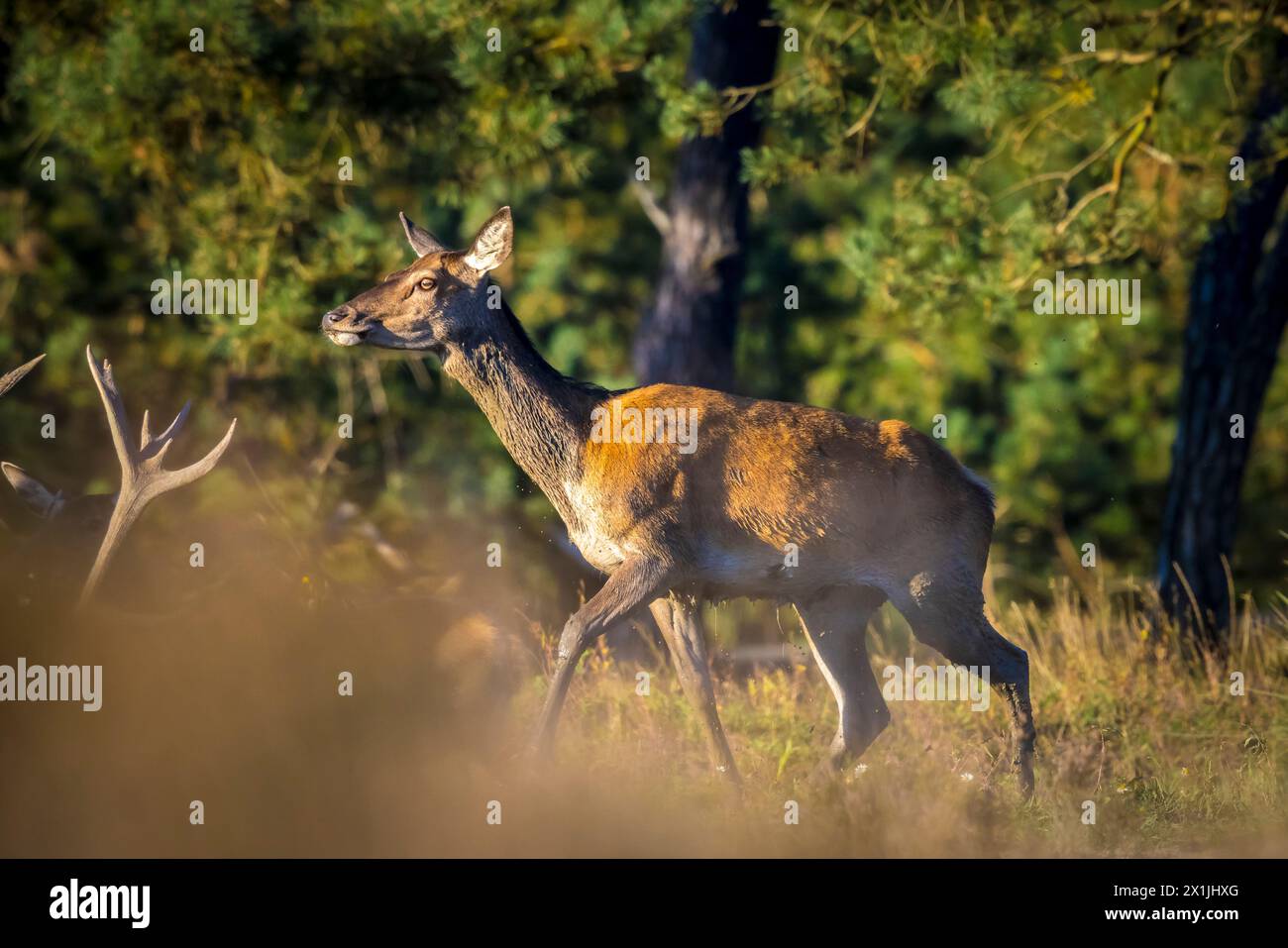 Femme Red Deer doe ou hind Cervus elaphus dans un pré avec purple heather en face d'une forêt sur une journée ensoleillée. Banque D'Images