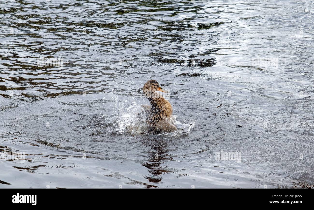 Le canard sauvage prend un bain dans l'eau éclaboussant sur le rivage, Anas platyrhynchos Banque D'Images