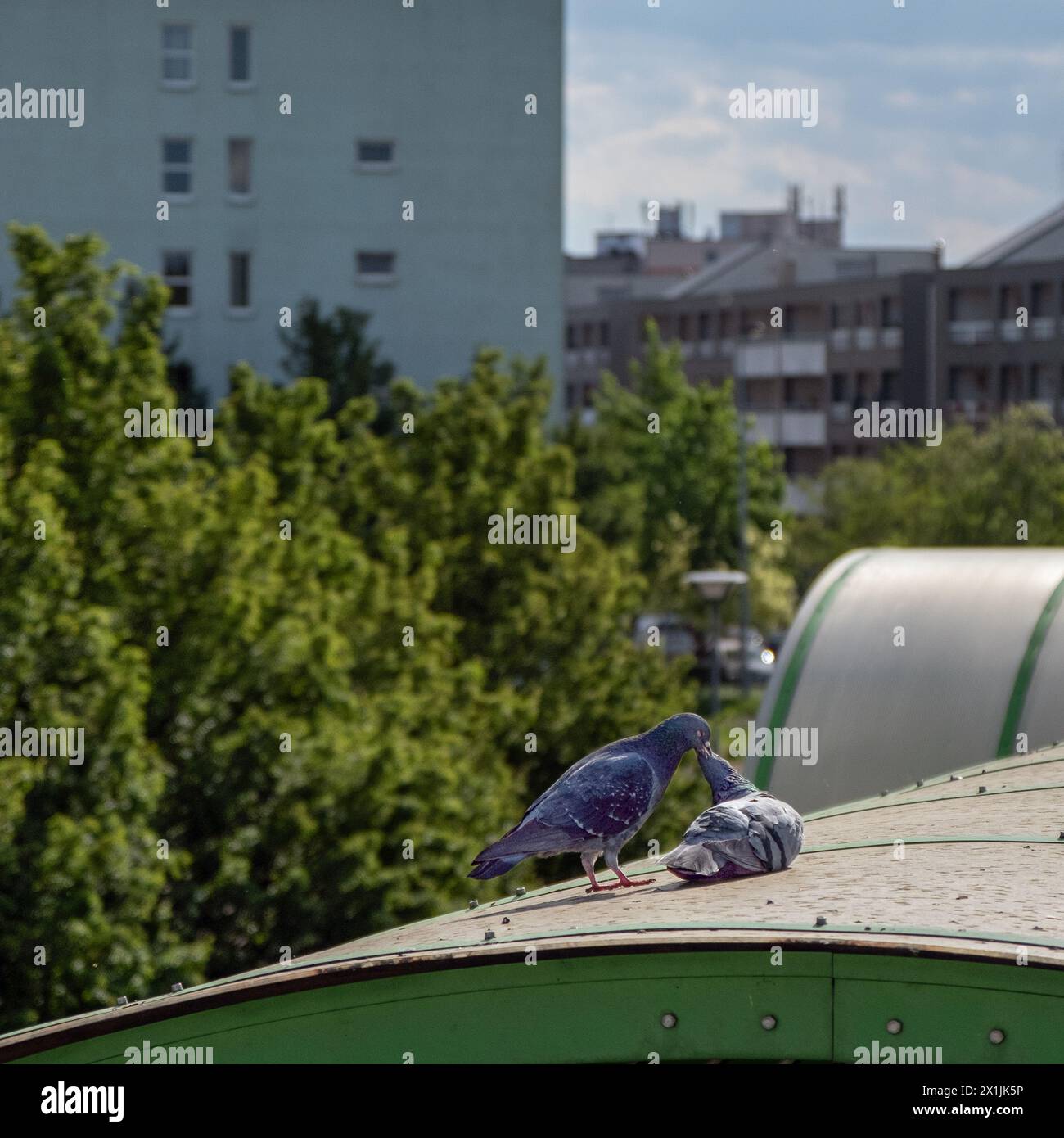 Cour de deux pigeons, cour de pigeons dans la ville, pigeons dans la ville ensoleillée, Columba Banque D'Images