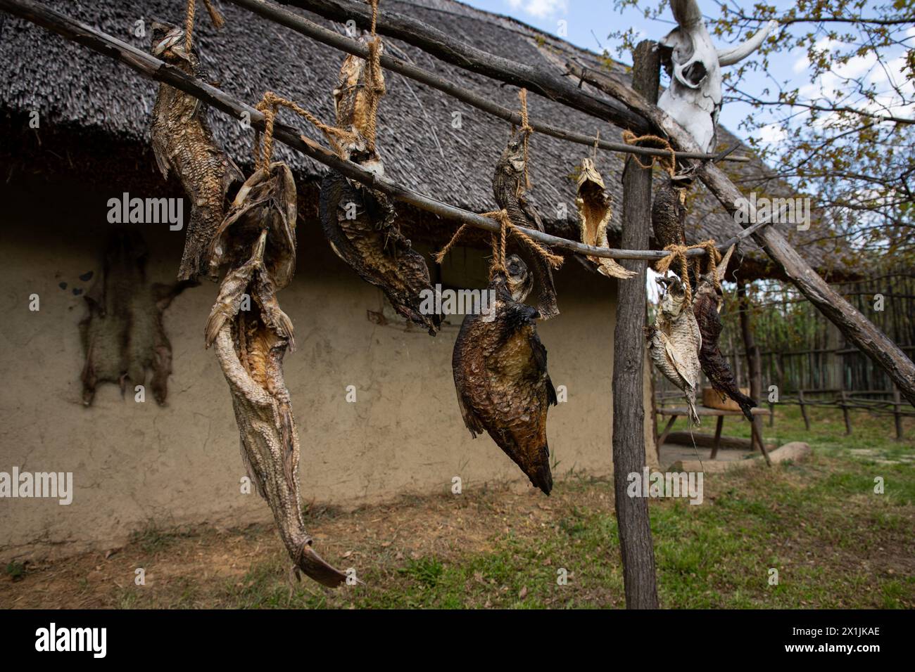 Poisson séché à l'air dans l'ancien village de pêcheurs sur les rives du Danube en Serbie Banque D'Images