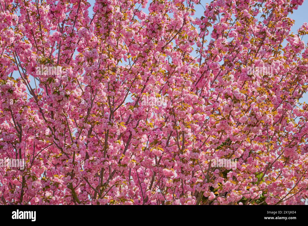 bel arbre (prunus serrulata kanzan) fleurissant dans le jardin, au printemps. Banque D'Images