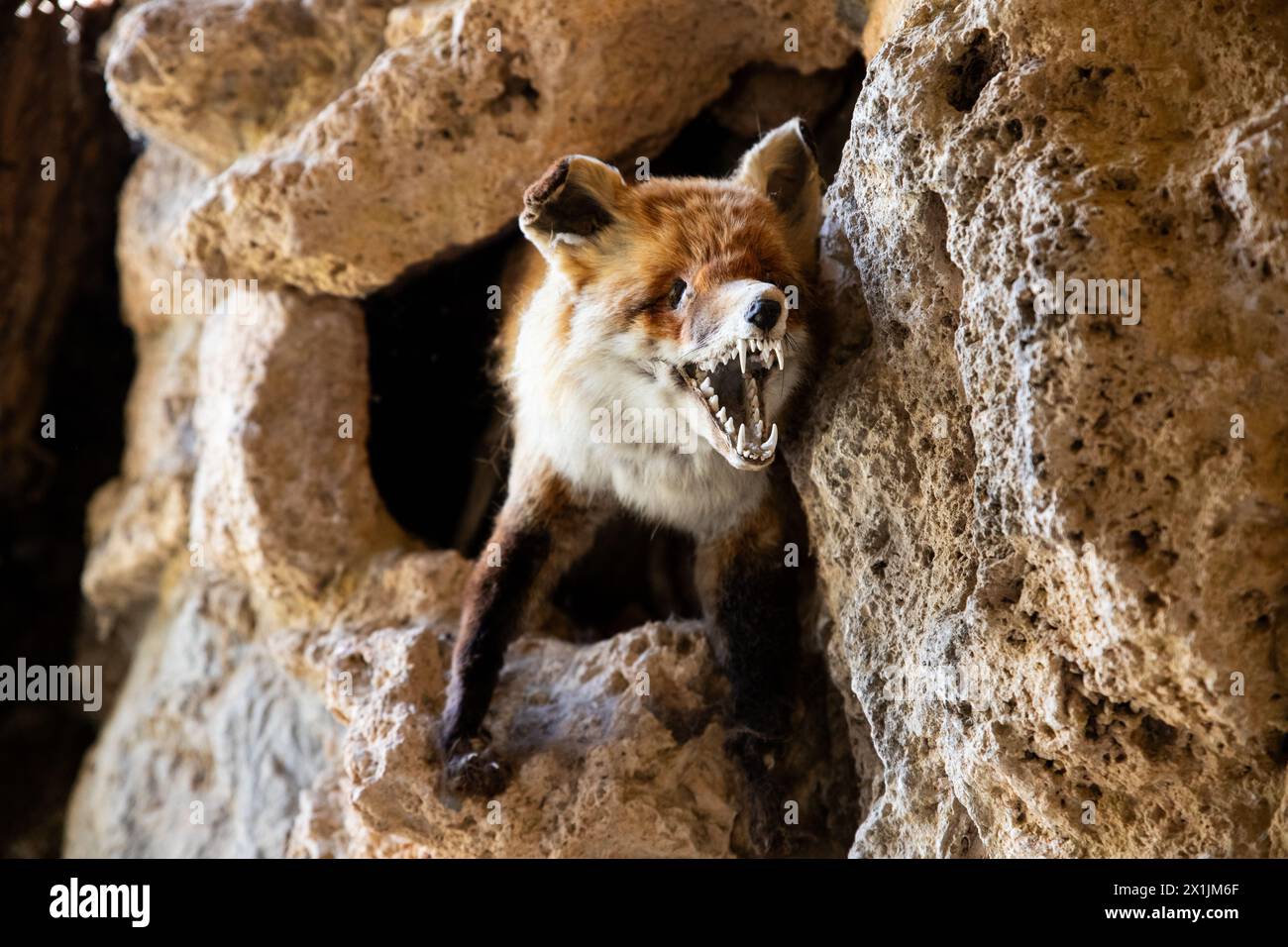 Taxidermie du renard rouge dans une ancienne grotte Banque D'Images