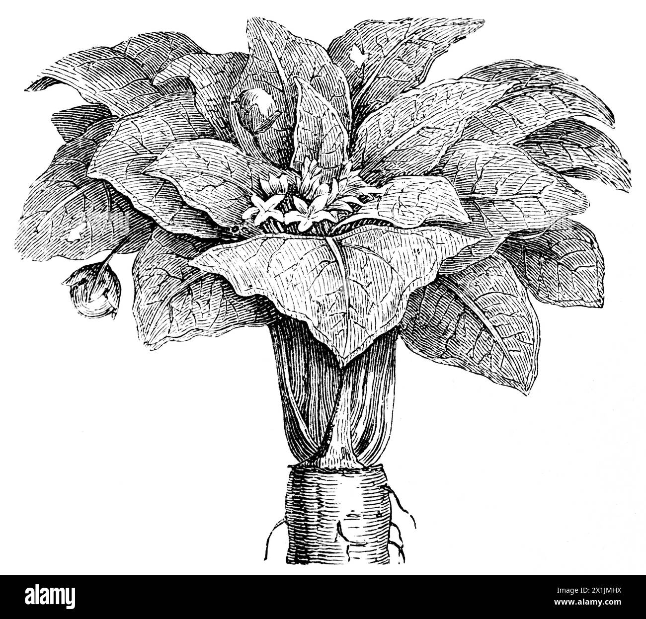 Racine de Mandrake (Mandragora officinarum) une des nombreuses espèces de Mandrake, illustration historique 1880 Banque D'Images
