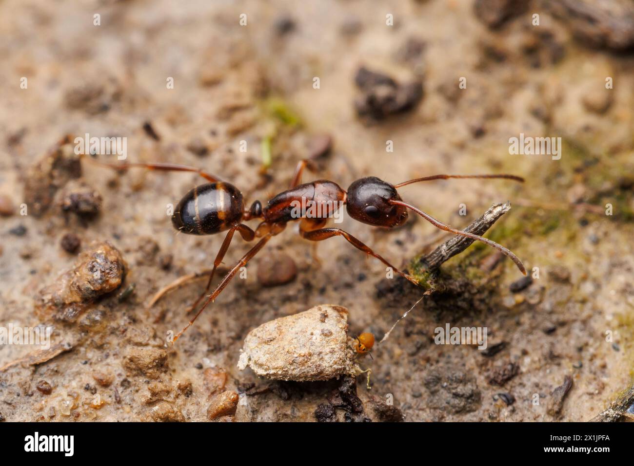 Charpentier barbu (Camponotus subbarbatus) Banque D'Images