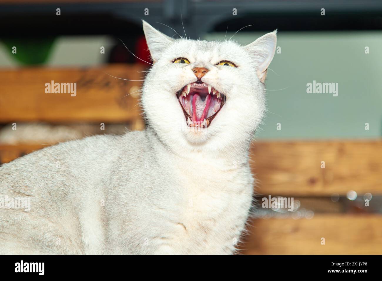 Silver British Cat est en colère. Un chat agressif grogne et attaque la vadrouille. Banque D'Images