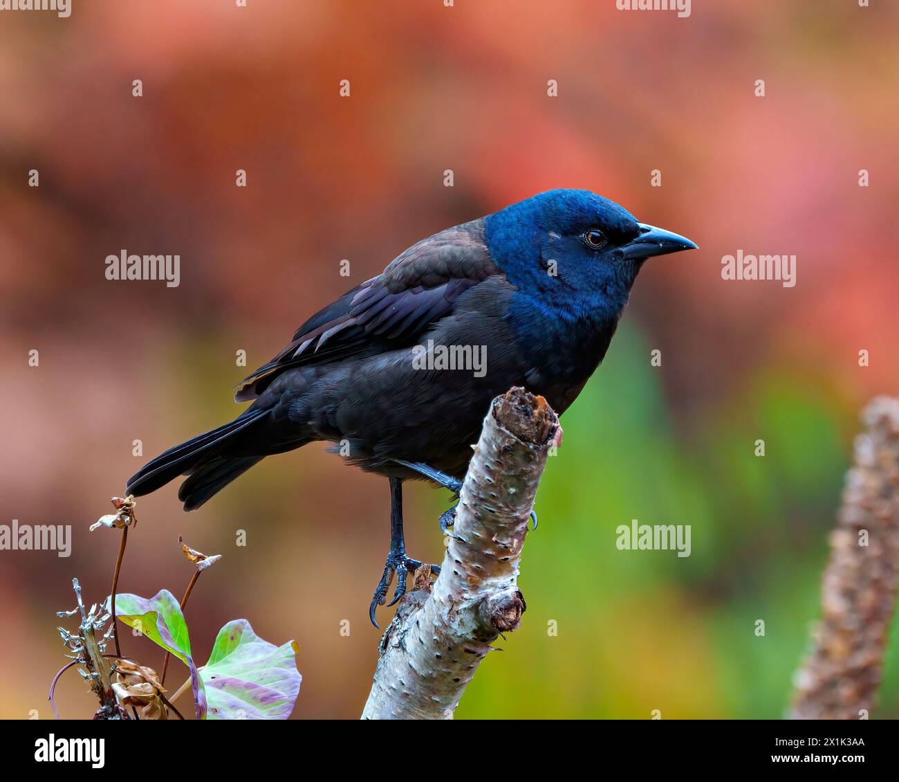 Vue de côté gros plan commune Grackle perché sur la branche avec fond orange d'automne dans son environnement et habitat environnant. Portrait Grackle. Banque D'Images