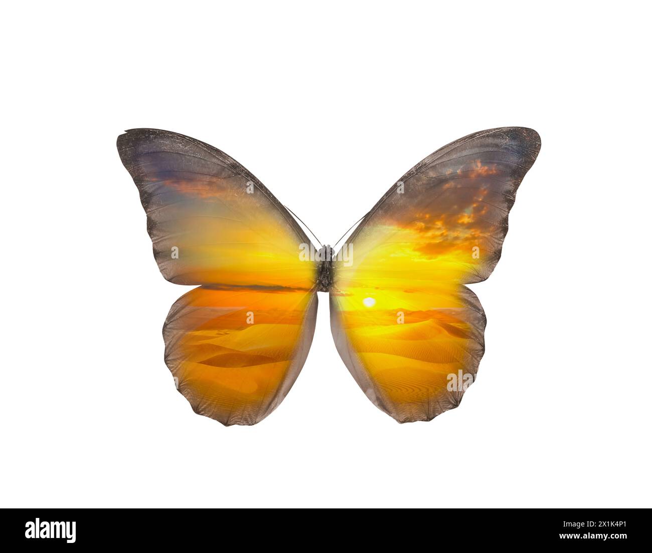 Double exposition de papillon exotique fragile et désert sablonneux Banque D'Images