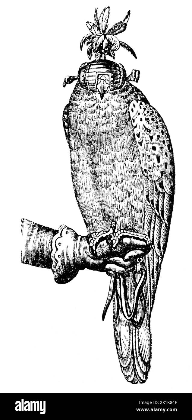 Une dame aristocratique tenant un faucon aveuglé pour fauconnerie, illustration historique 1880 Banque D'Images