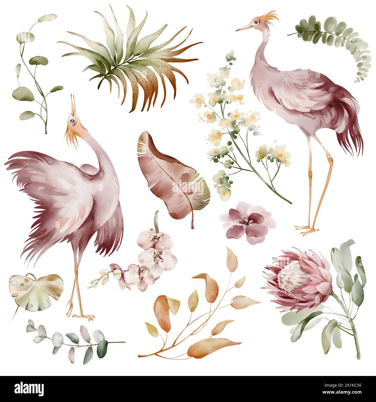 Oiseaux Ibis roses. Éléments d'aquarelle d'oiseaux tropicaux, de fleurs et de plantes. Plantes de banane et orchidée, flamant rose australien sur fond blanc. Banque D'Images