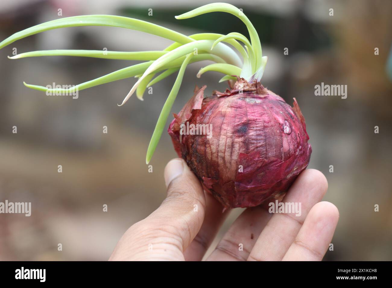 Oignon avec des pousses fraîches tenues dans la main sur un fond naturel Banque D'Images