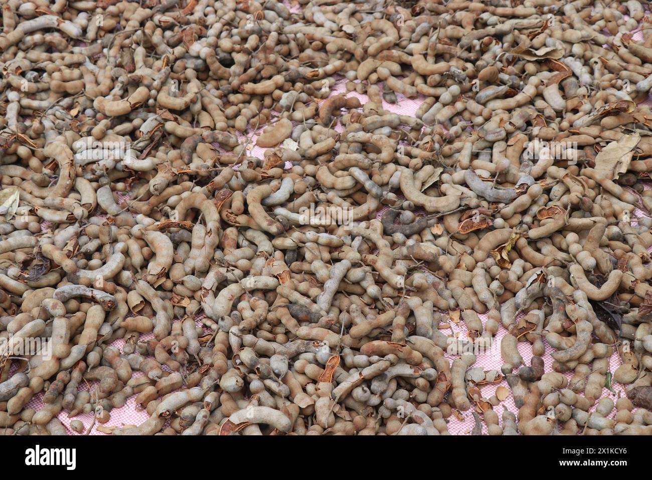 Tamarin biologique fraîchement récolté étalé pour le séchage au soleil à l'extérieur Banque D'Images