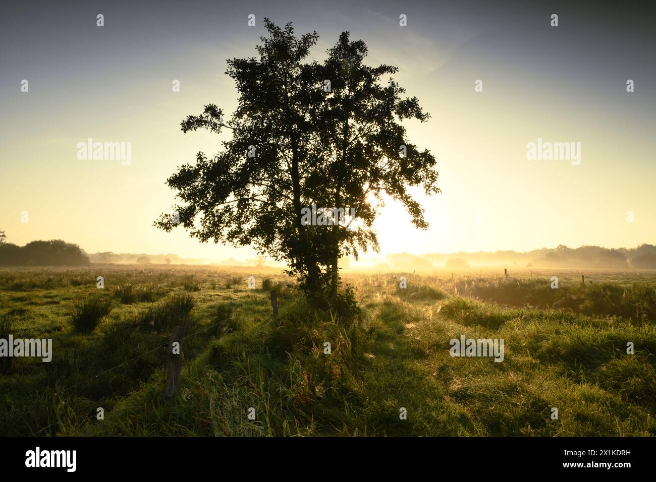 Friesischer Nebel - von strahlenden Sommermorgen bis milchigen Wintertagen - Der Baum im Morgenlicht Banque D'Images