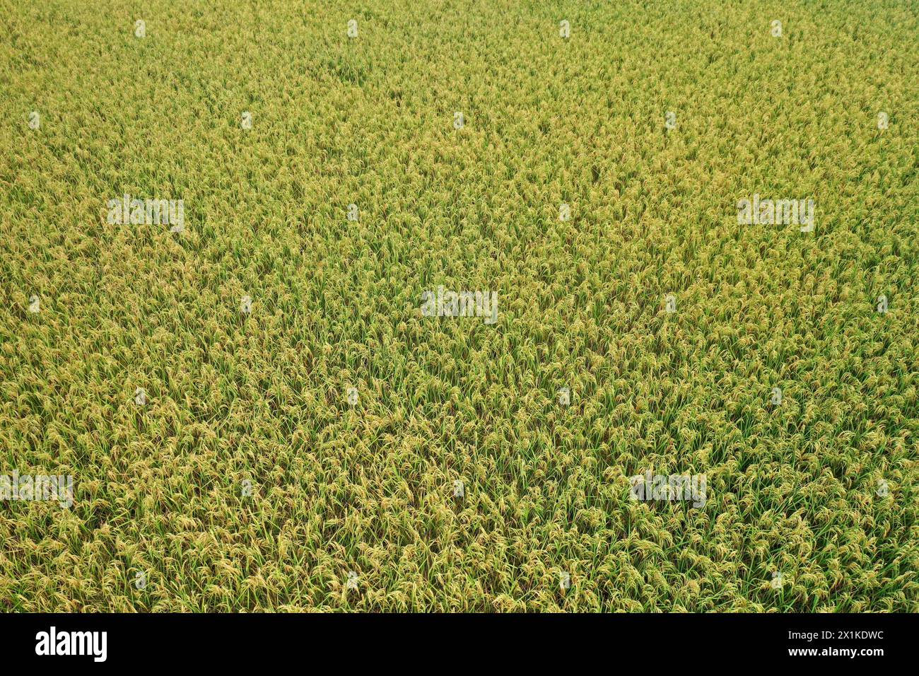 Khulna, Bangladesh - 11 avril 2024 : vue aérienne de la rizière verte et dorée de Paikgacha à Khulna, Bangladesh. Environ 60 pour cent du popu Banque D'Images