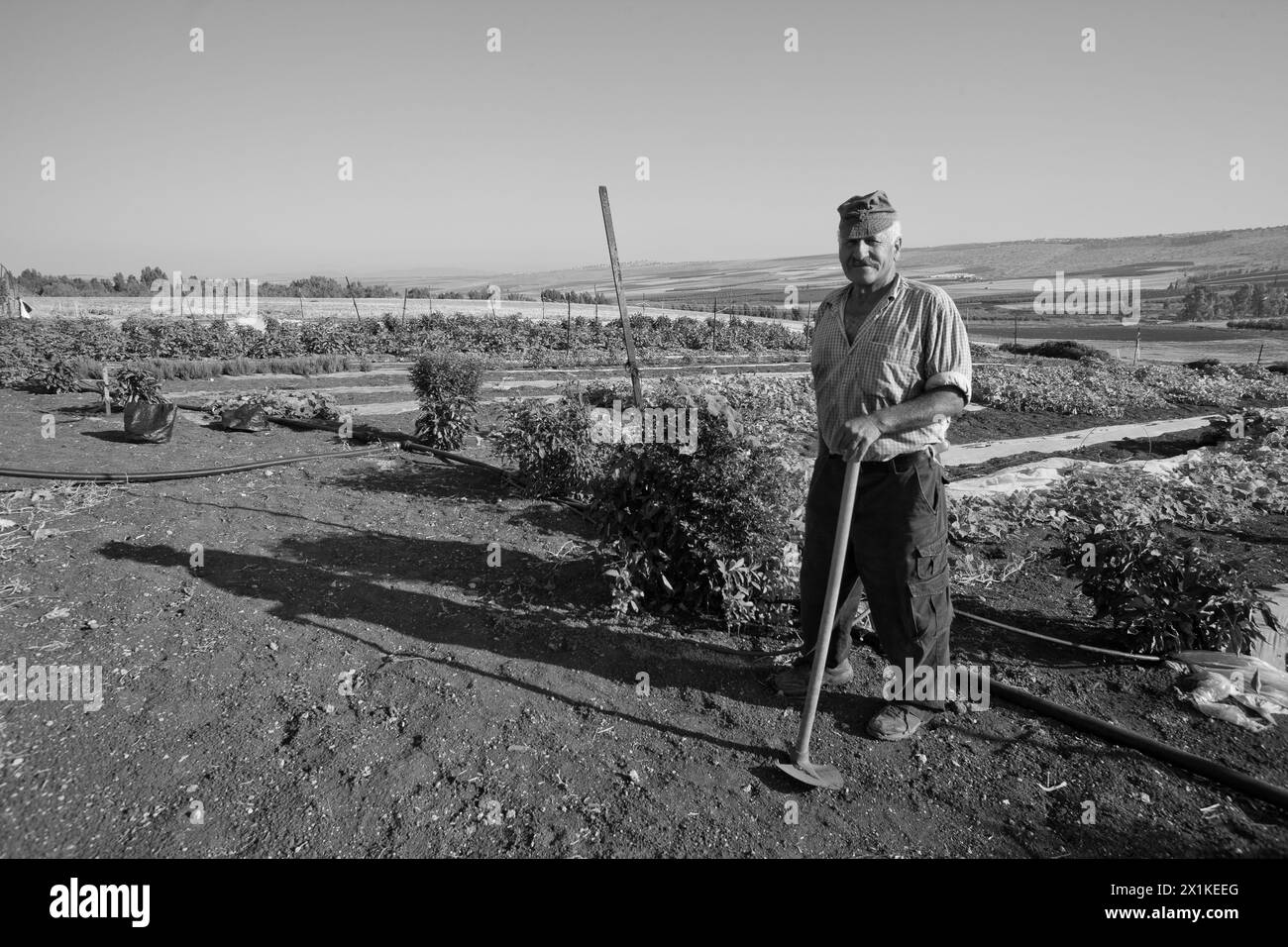 Fermier se tient près de sa parcelle de légumes dans la Galilée Israël Banque D'Images
