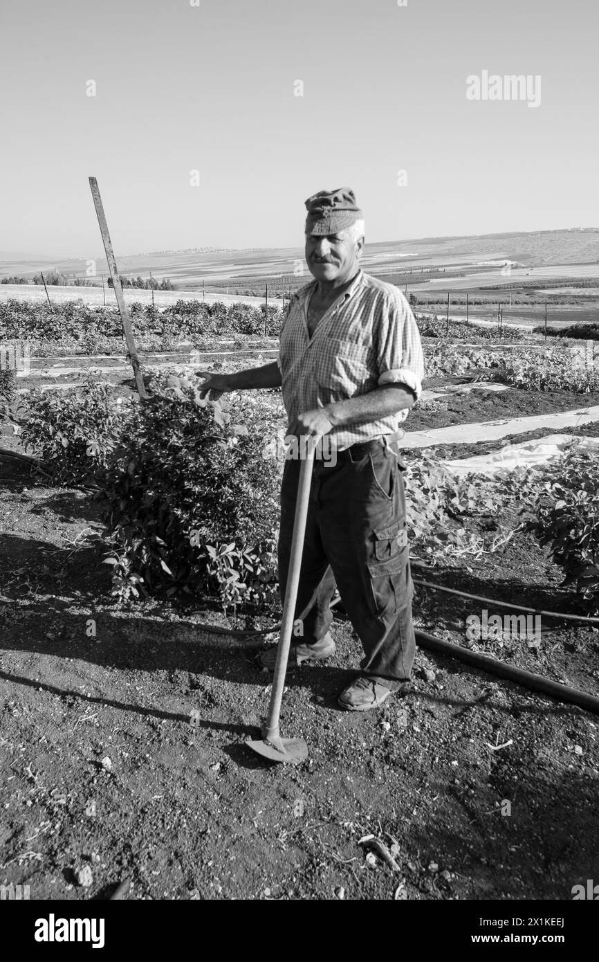 Fermier se tient près de sa parcelle de légumes dans la Galilée Israël Banque D'Images