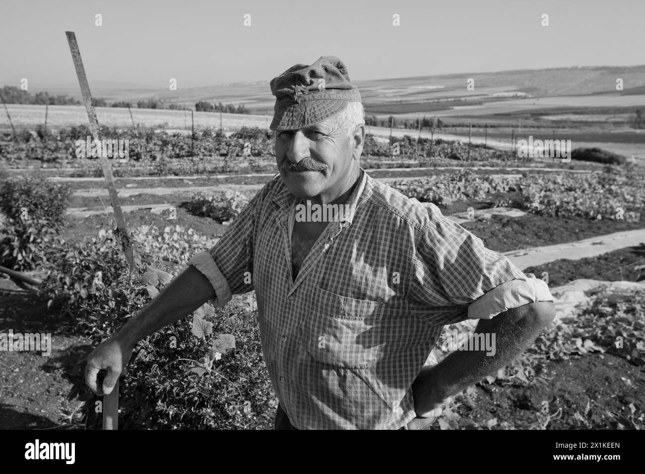 Fermier se tient près de sa parcelle de légumes dans la Galilée Israël Banque D'Images