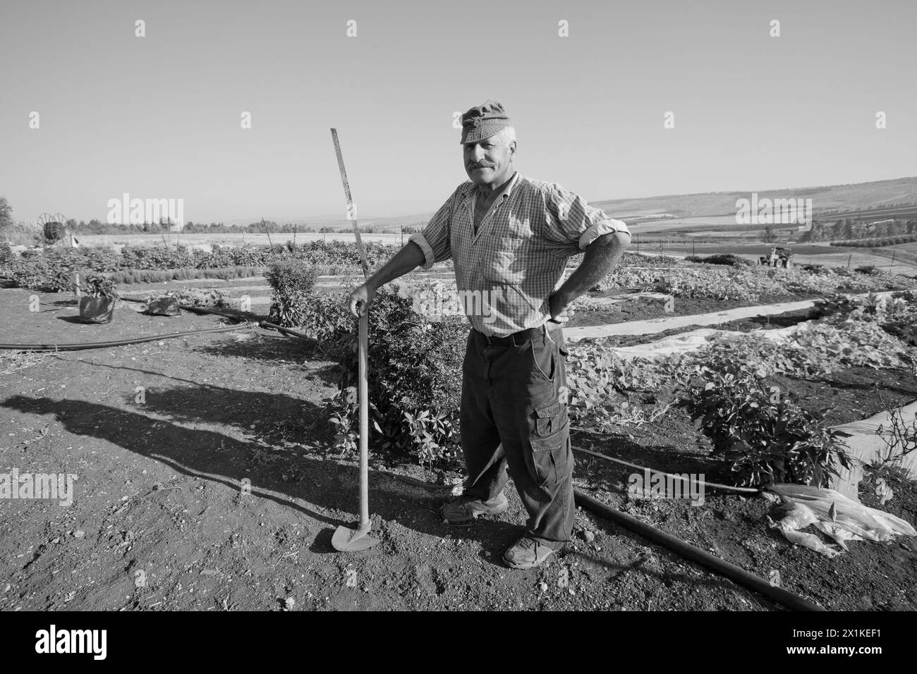 Fermier se tient près de sa parcelle de légumes dans la Galilée Israël Banque D'Images