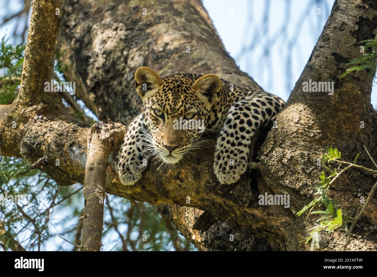 Léopard dans l'arbre, parc national de Murchison Falls, Ouganda Banque D'Images
