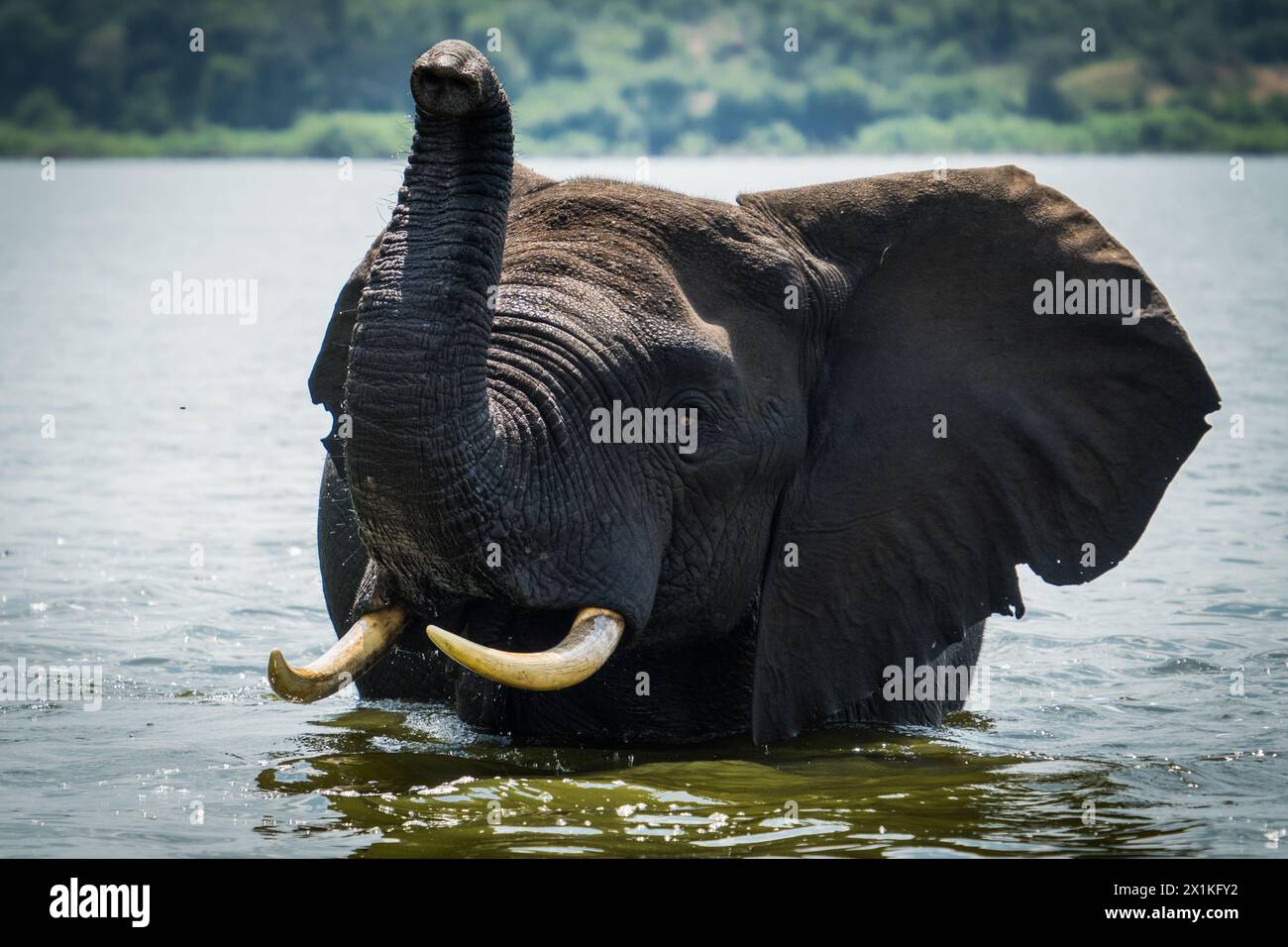 Éléphant nageant dans le parc national Queen Elizabeth, Ouganda Banque D'Images