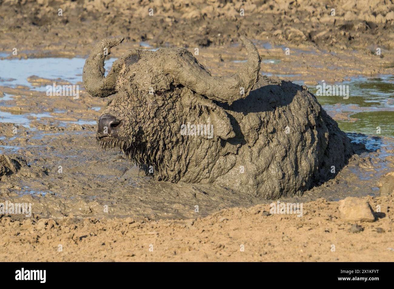 Buffalo africain boueux dans le parc national du lac Mburo, Ouganda Banque D'Images