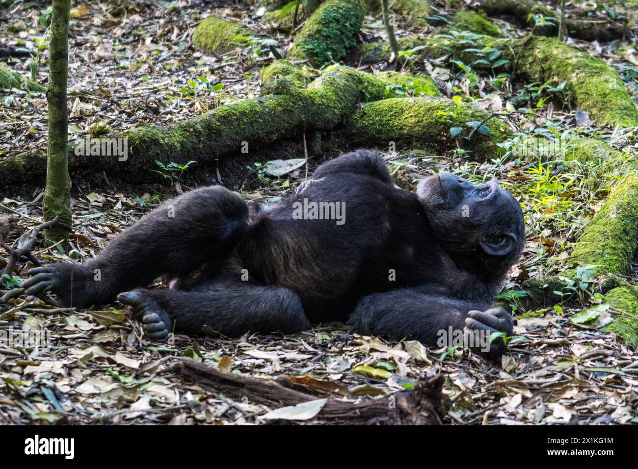 Chimpanzé dans le parc national de Kibale, Ouganda Banque D'Images