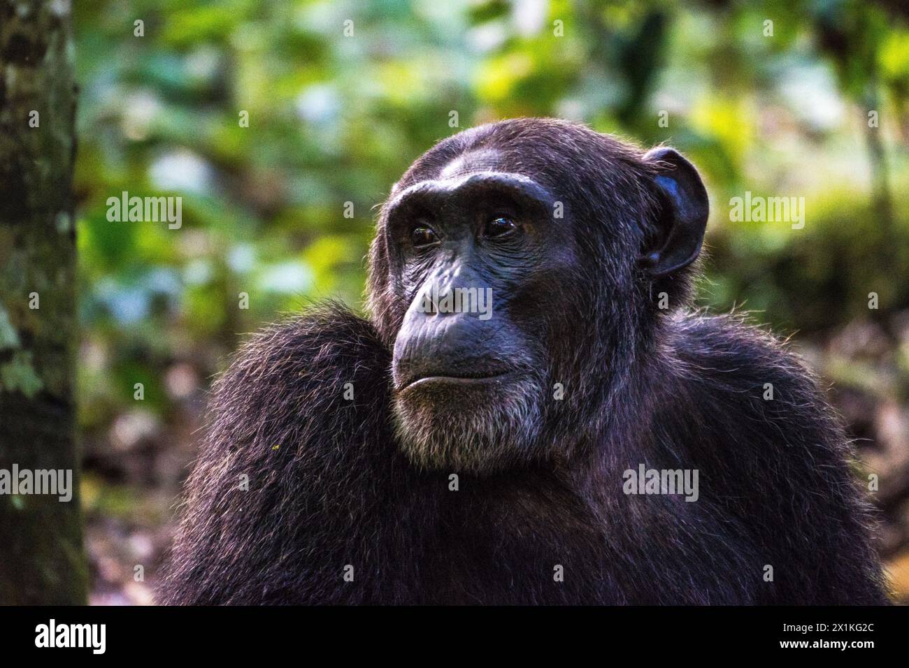 Chimpanzé dans le parc national de Kibale, Ouganda Banque D'Images