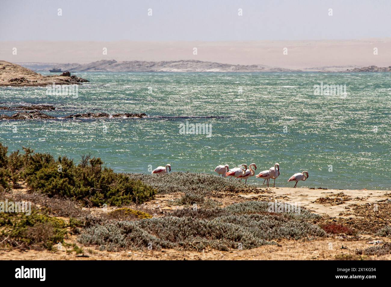 Flamants roses sur la plage avec une mer verte dans une baie sur la péninsule de Luderitz. Banque D'Images