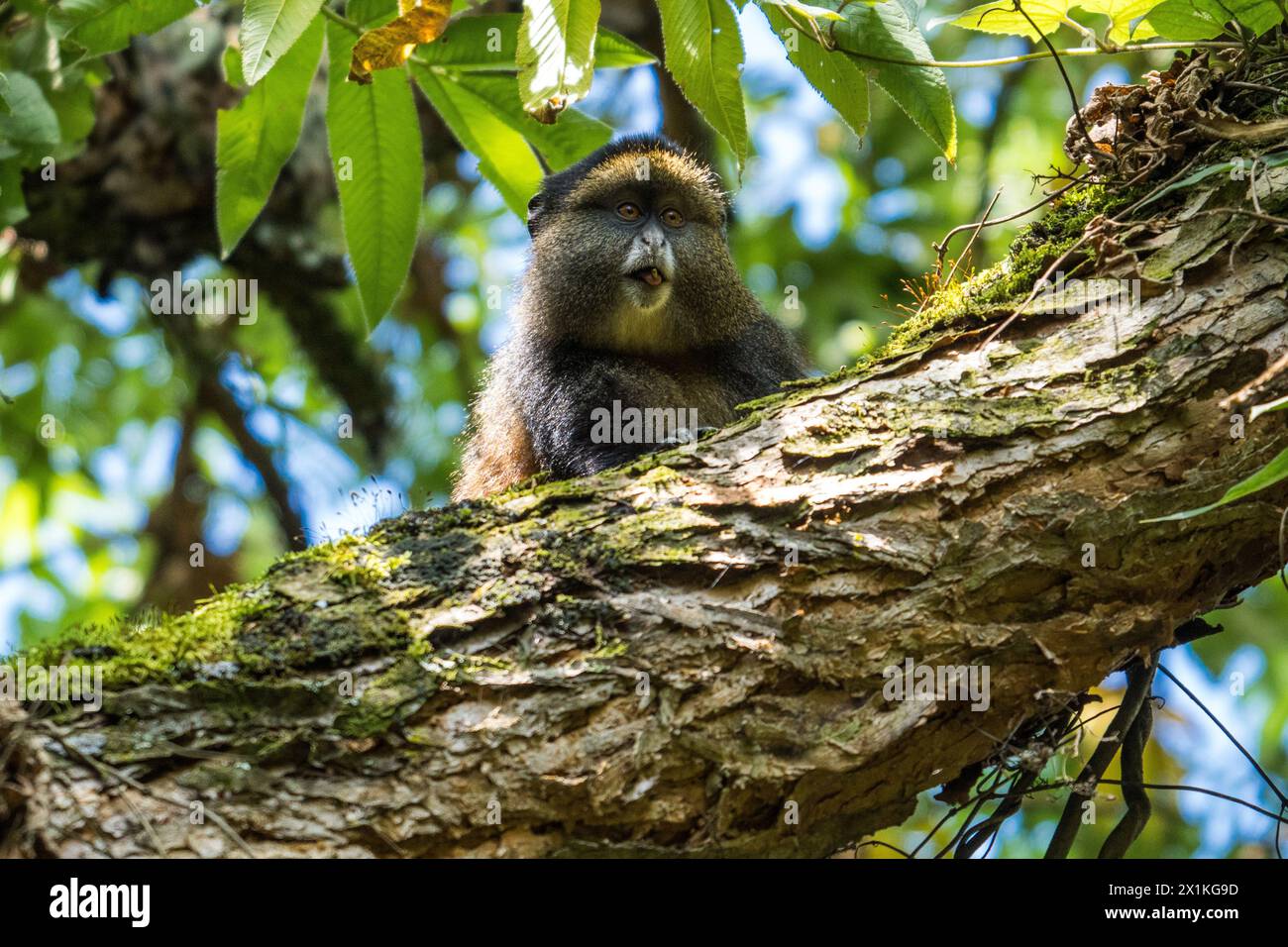 Singe doré dans le parc national de Mgahinga, Ouganda Banque D'Images