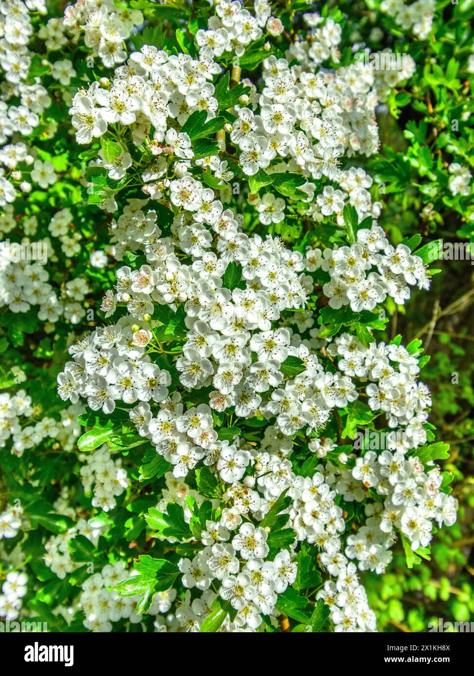 Aubépine (Crataegus) en pleine fleur au printemps - centre de la France. Banque D'Images