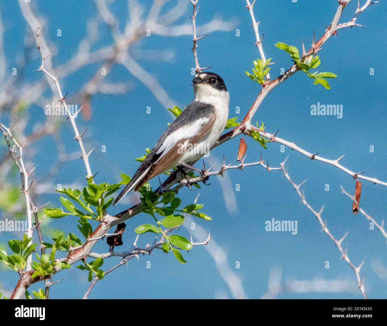 Flycatcher semi-collé (Ficedula semitorquata) Paphos, Chypre Banque D'Images