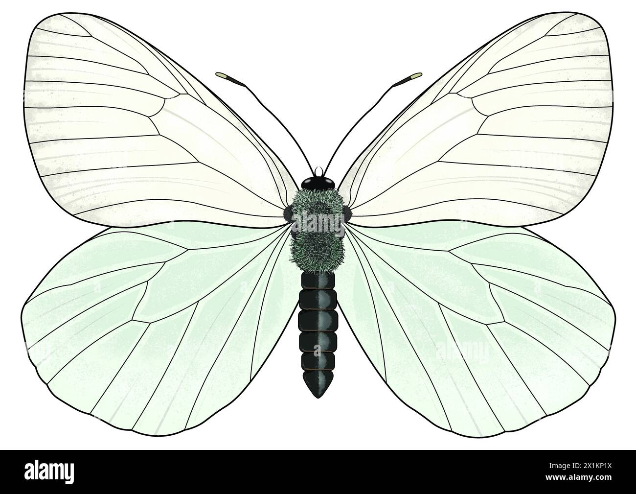 Illustration numérique de l'Aporia crataegi, le blanc à veines noires, un grand papillon sur fond blanc Banque D'Images