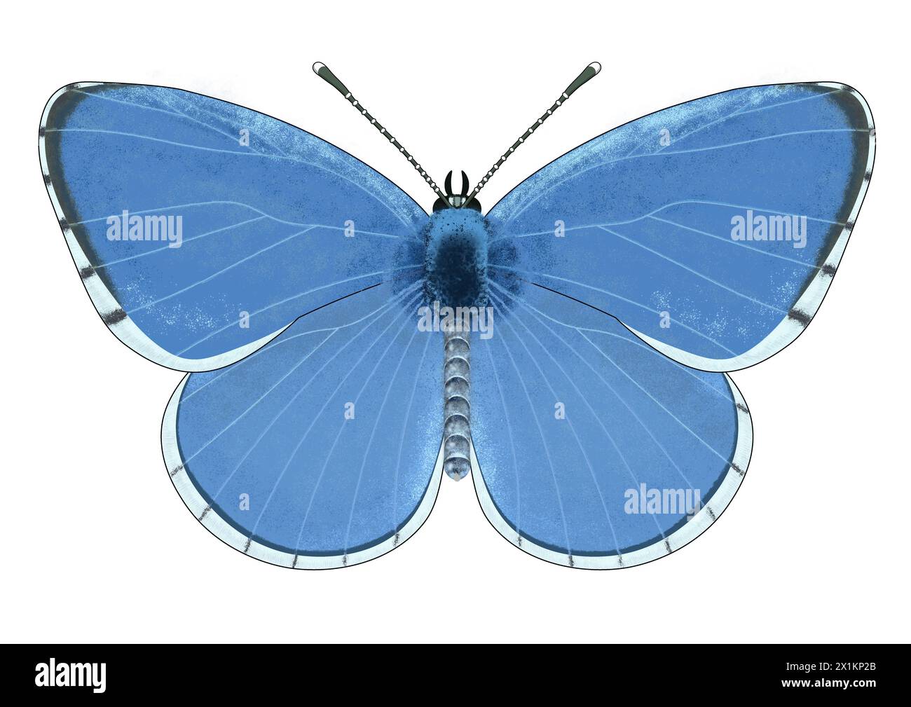 Illustration numérique du bleu houx (Celastrina argiolus), un papillon de lycaénidés sur fond blanc Banque D'Images