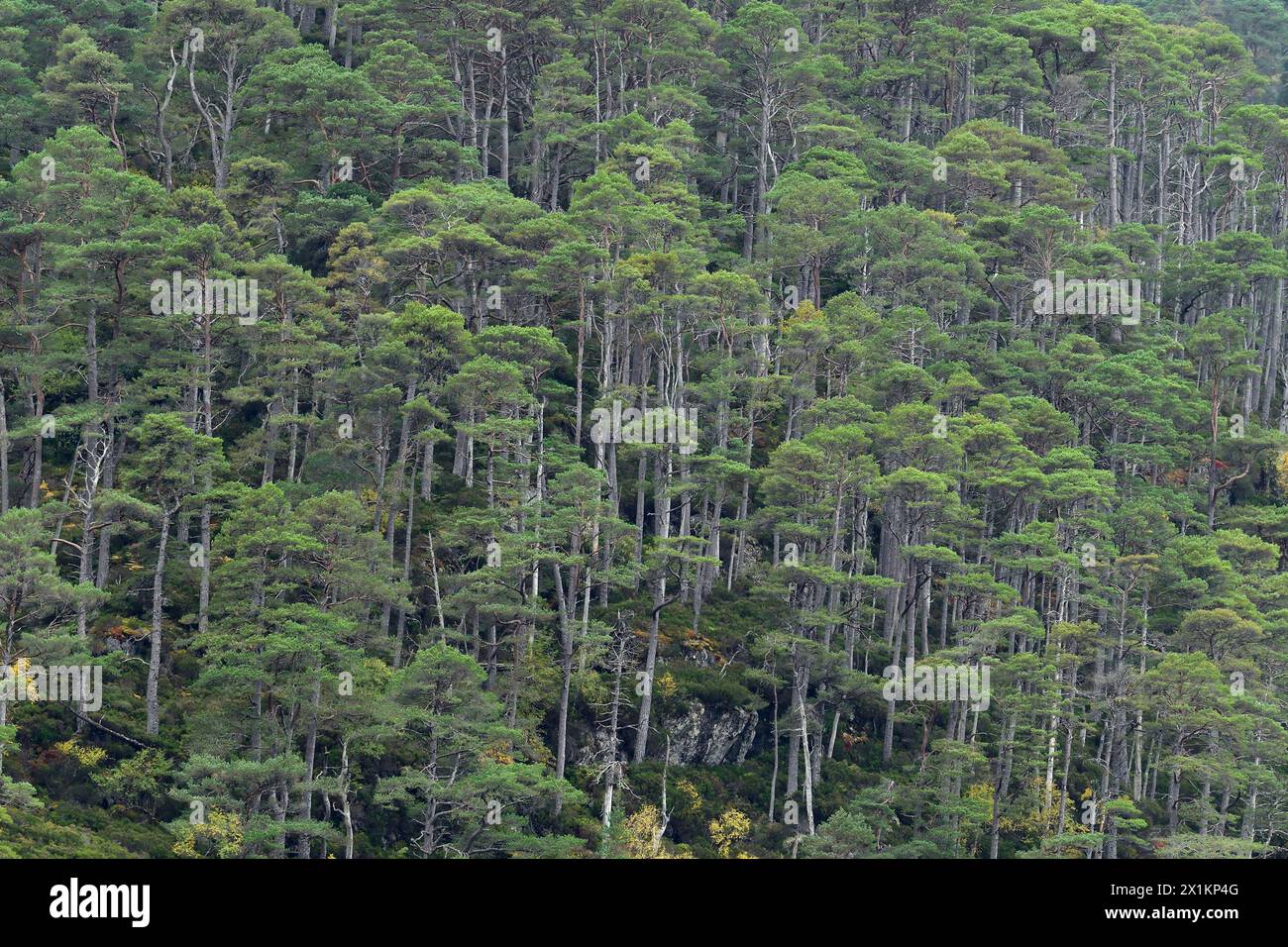 Pinède indigène, avec pins sylvestres (Pinus sylvestris) poussant sur un sol escarpé, Glen Strathfarrar, Inverness-Shire, Écosse, octobre Banque D'Images