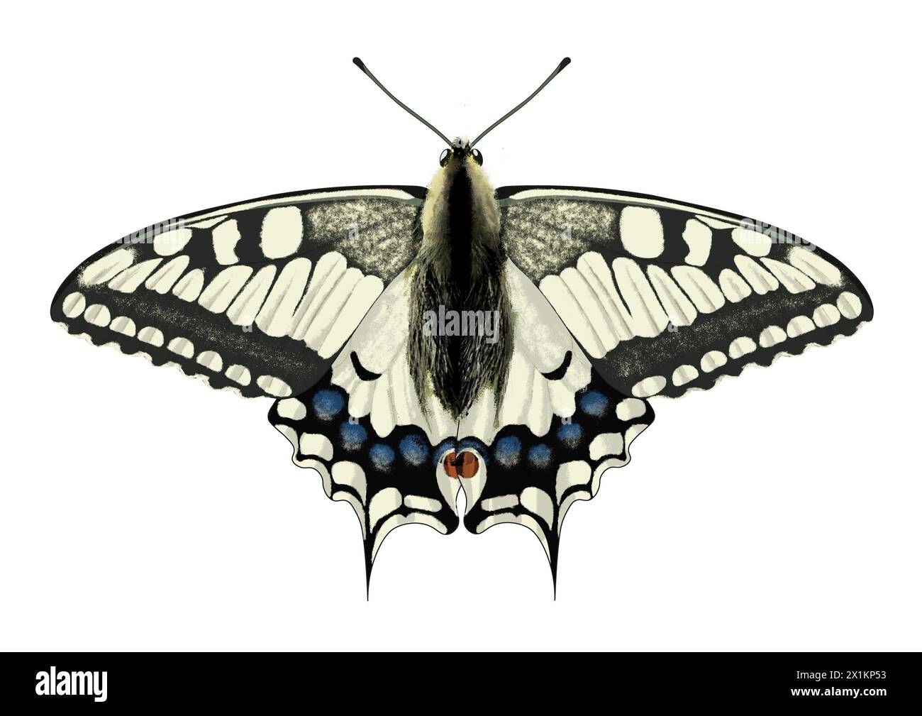 Illustration numérique de Papilio machaon, la queue d'aronde de l'ancien monde sur fond blanc Banque D'Images