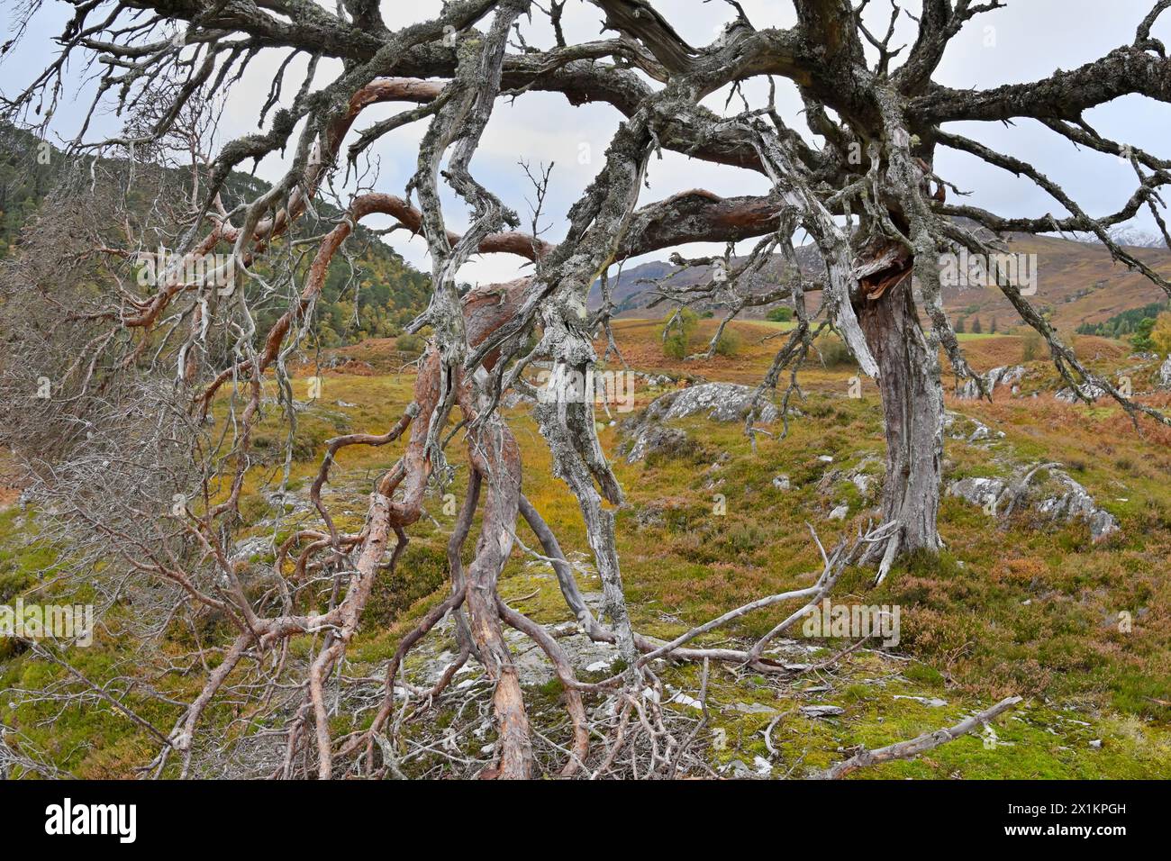 Pins sylvestres (Pinus sylvestris) restes d'arbres matures, Glen Strathfarrar, Inverness-Shire, Écosse, octobre Banque D'Images