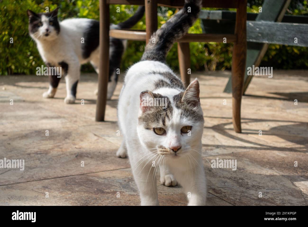 Chats heureux sur la terrasse d'un immeuble résidentiel dans un cadre verdoyant Banque D'Images