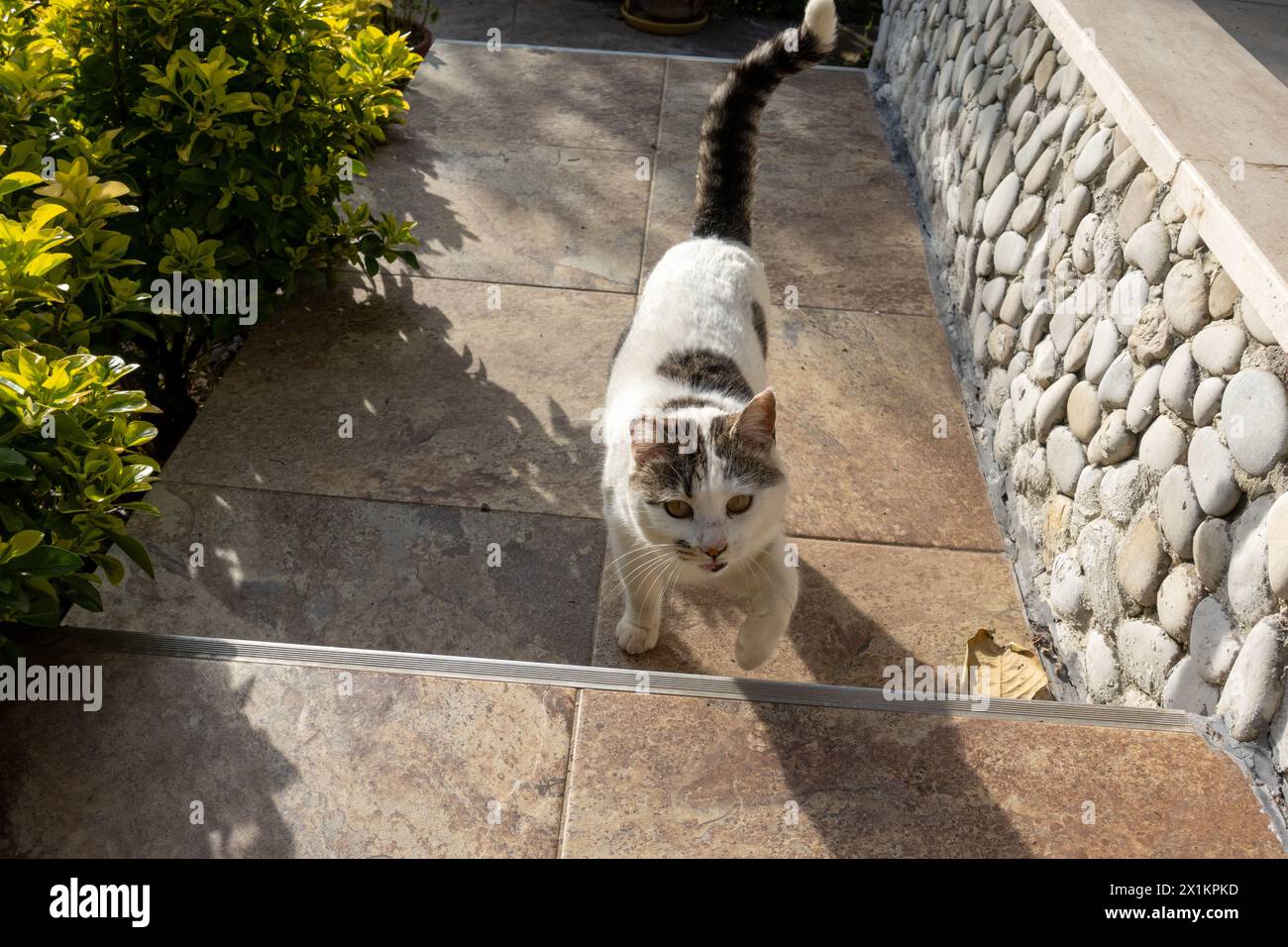 Chats heureux sur la terrasse d'un immeuble résidentiel dans un cadre verdoyant Banque D'Images