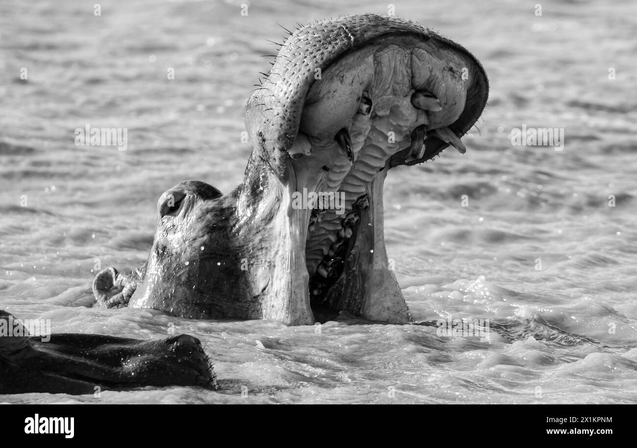 Hippopotame dans l'habitat d'Afrique australe Banque D'Images