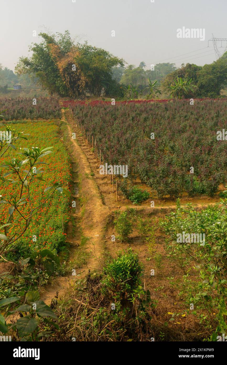 Rose, plante à fleurs vivace ligneuse du genre Rosa, famille des Rosaceae et d'autres fleurs sont récoltées dans de vastes champs à Khirai, au Bengale occidental, I. Banque D'Images