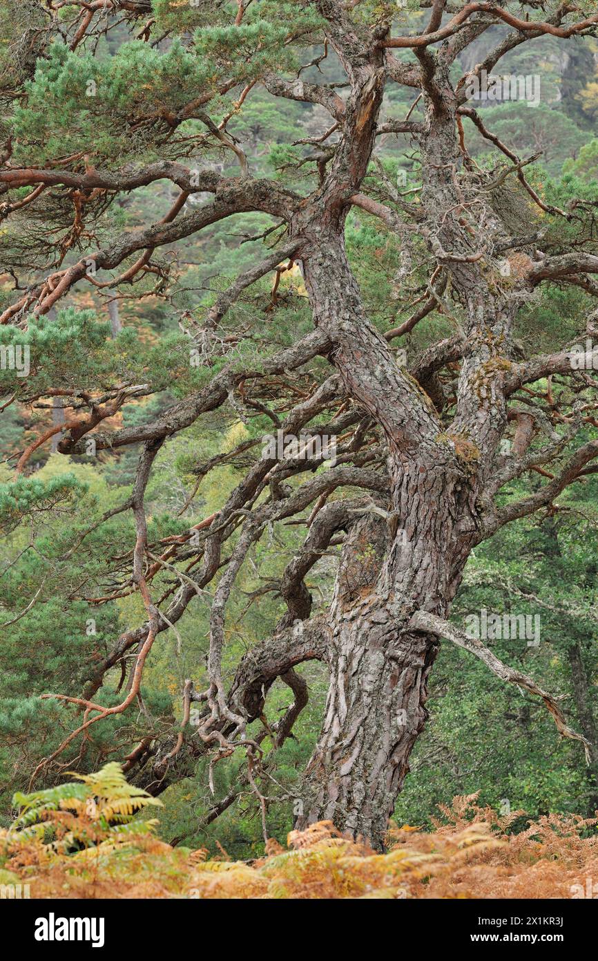 Section de pin sylvestre (Pinus sylvestris) de pin «grand-père» mature poussant dans une forêt indigène ancienne, Glen Strathfarrar, Inverness-Shire, Écosse, octobre Banque D'Images