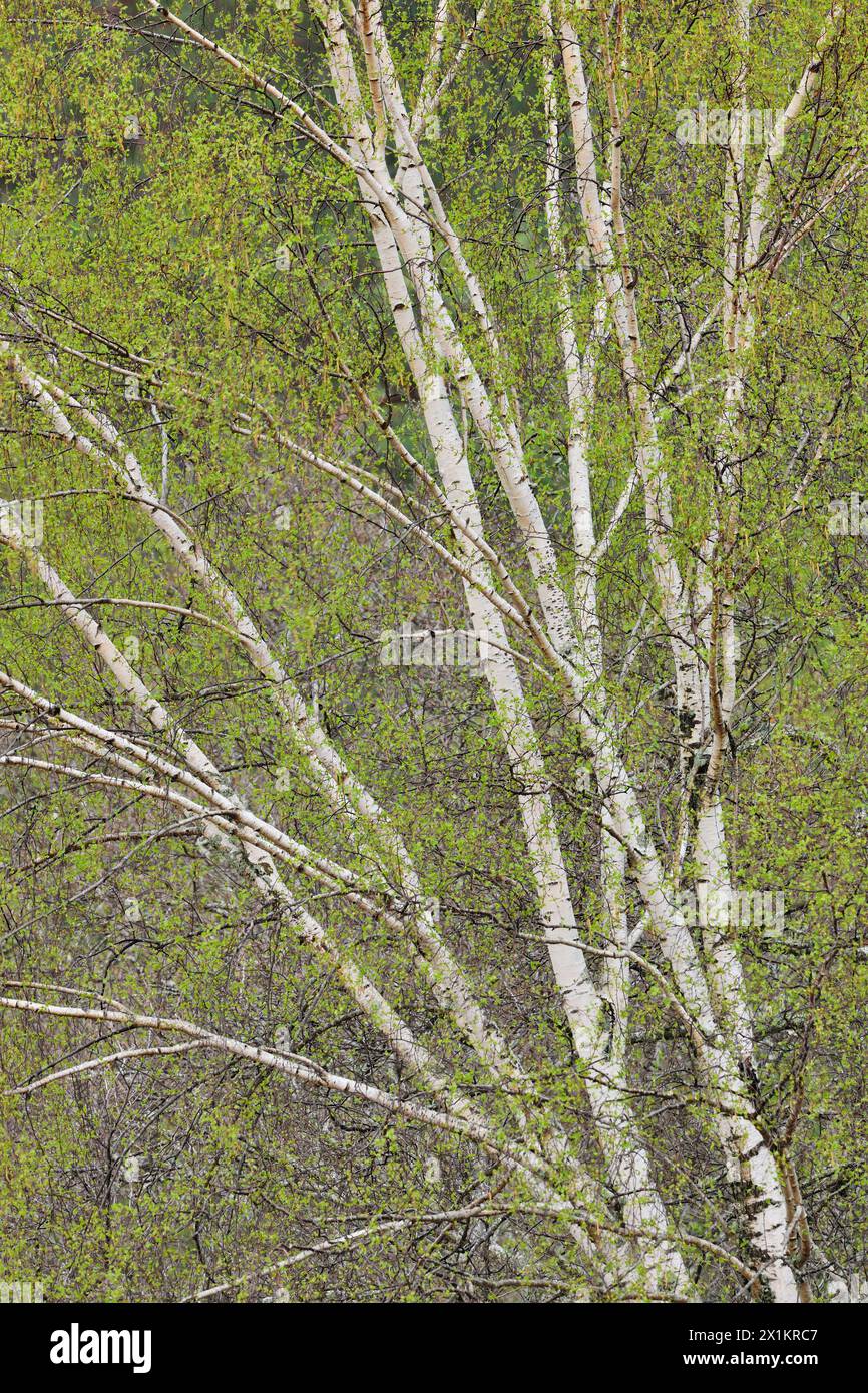 Bouleau argenté (Betula pendula) feuillage vert frais au printemps, Inverness-shire, Écosse, avril Banque D'Images