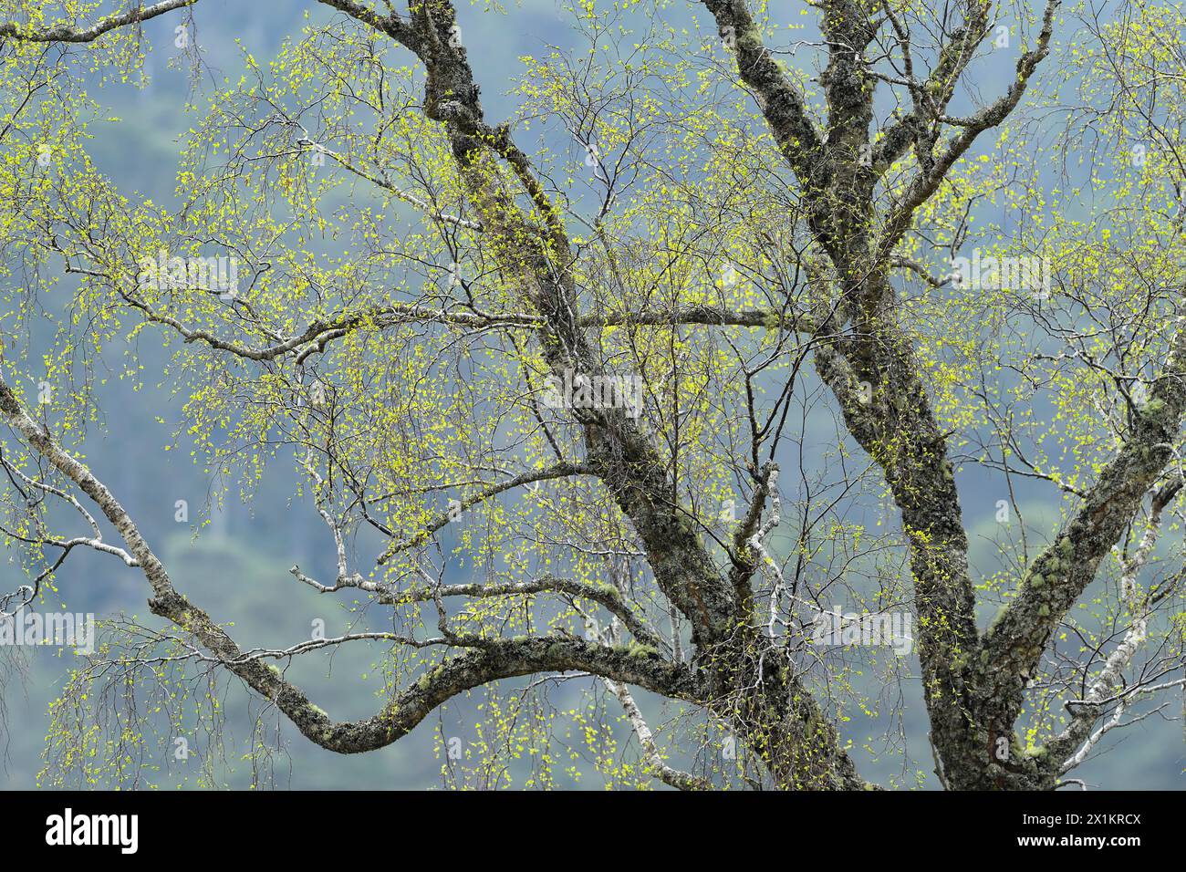 Bouleau argenté (Betula pendula) feuillage vert frais au printemps, Inverness-shire, Écosse, avril Banque D'Images