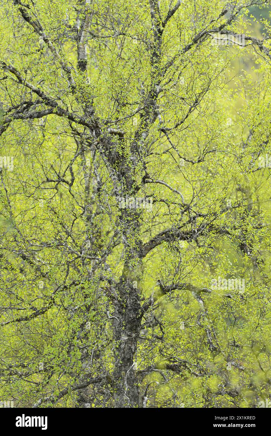 Bouleau argenté (Betula pendula) feuillage vert frais au printemps, Inverness-shire, Écosse, avril Banque D'Images