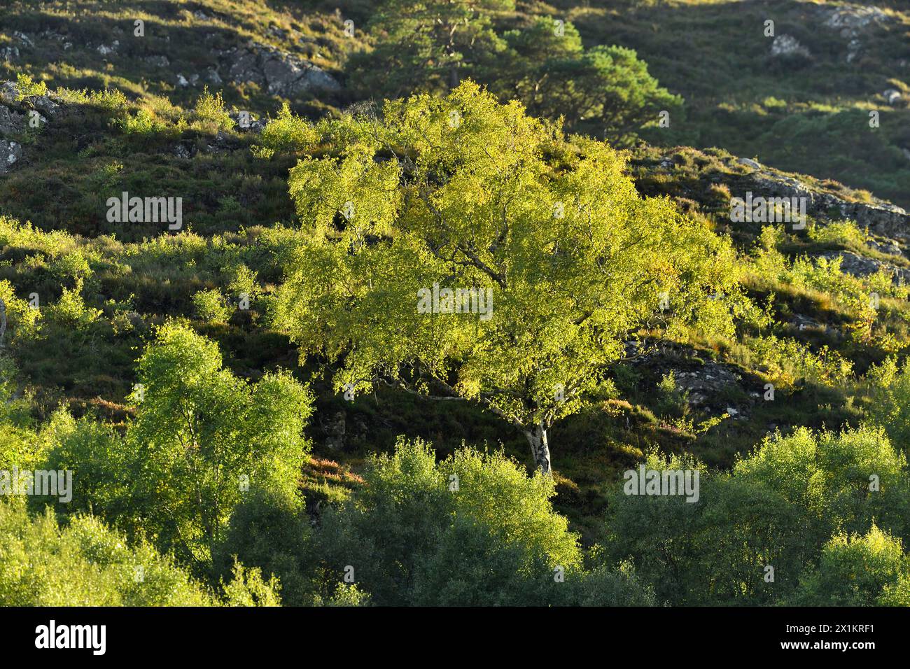 Bouleau argenté (Betula pendula) arbre mature entouré de jeunes arbres à foilage vert frais au printemps, photographié à la lumière du soir, Écosse Banque D'Images