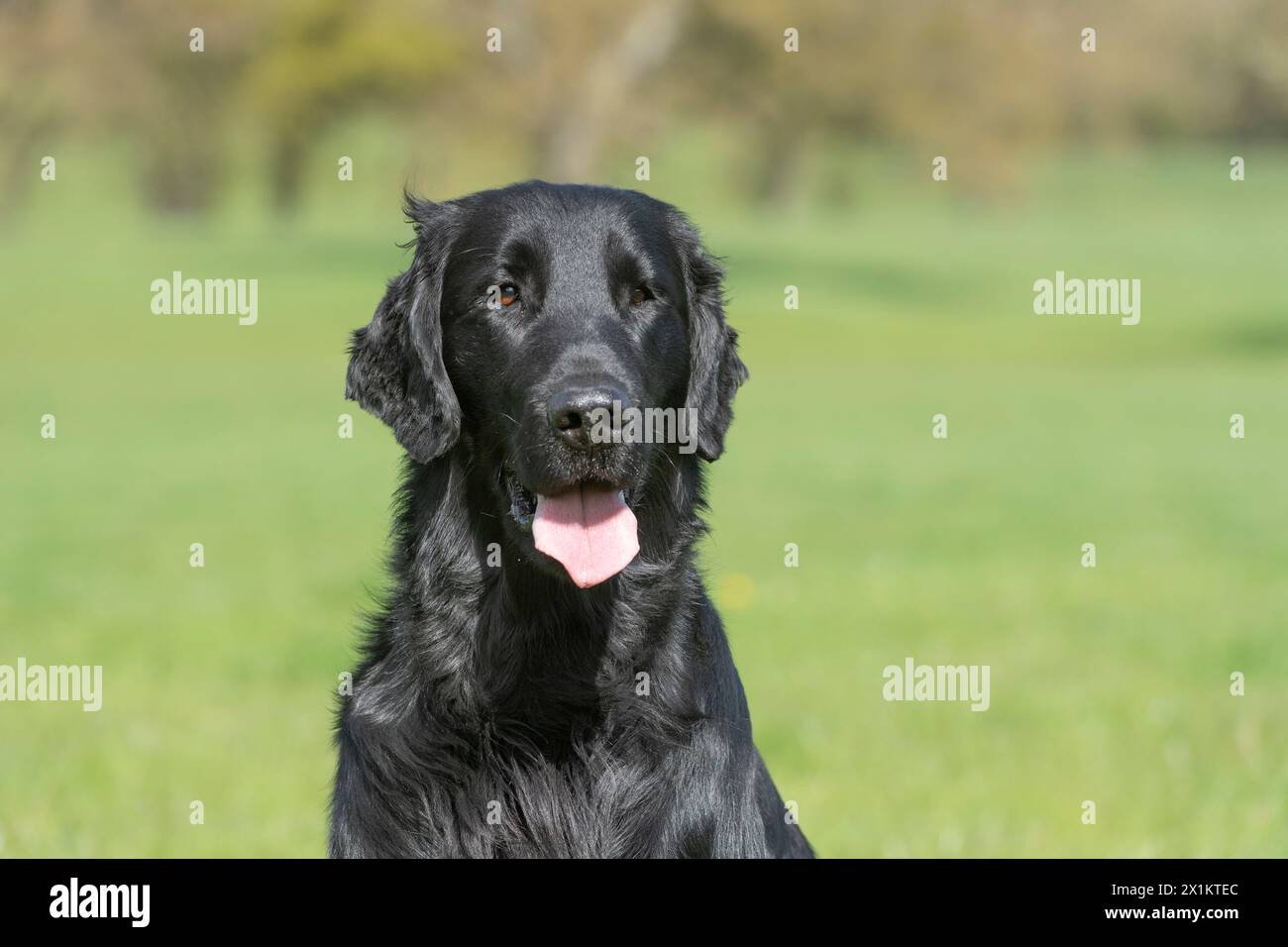 Tête et épaules du Retriever à revêtement plat Banque D'Images