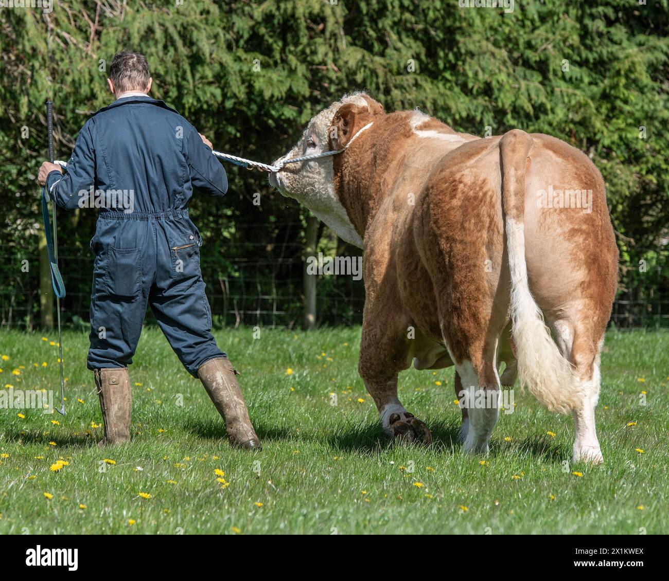 fermier formant un taureau à marcher sur un licol Banque D'Images