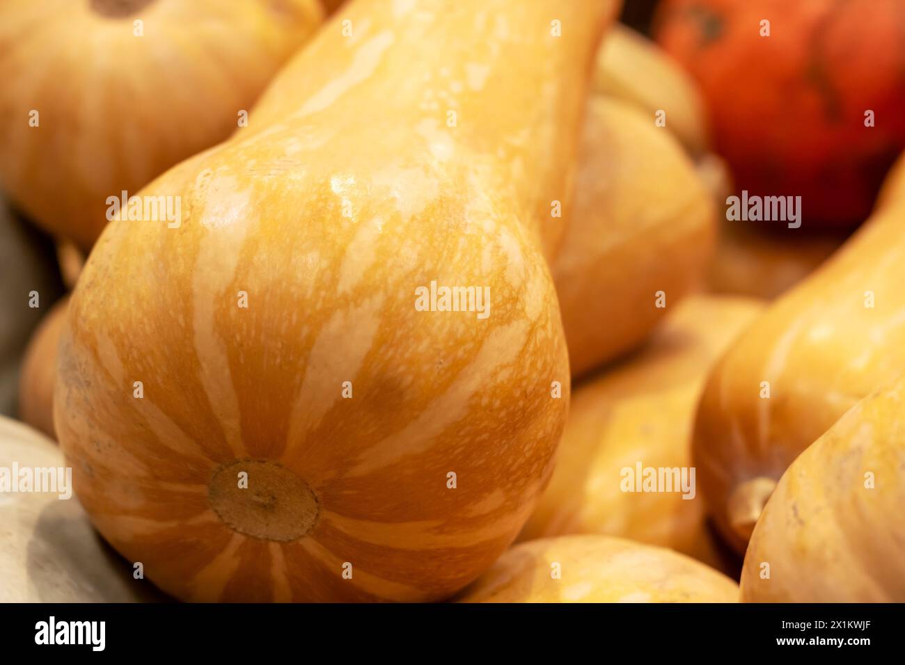 Un tas de courge musquée, un type de courge d'hiver, est assis sur une table. Ce légume nutritif et polyvalent est un aliment de base dans de nombreuses cuisines Banque D'Images