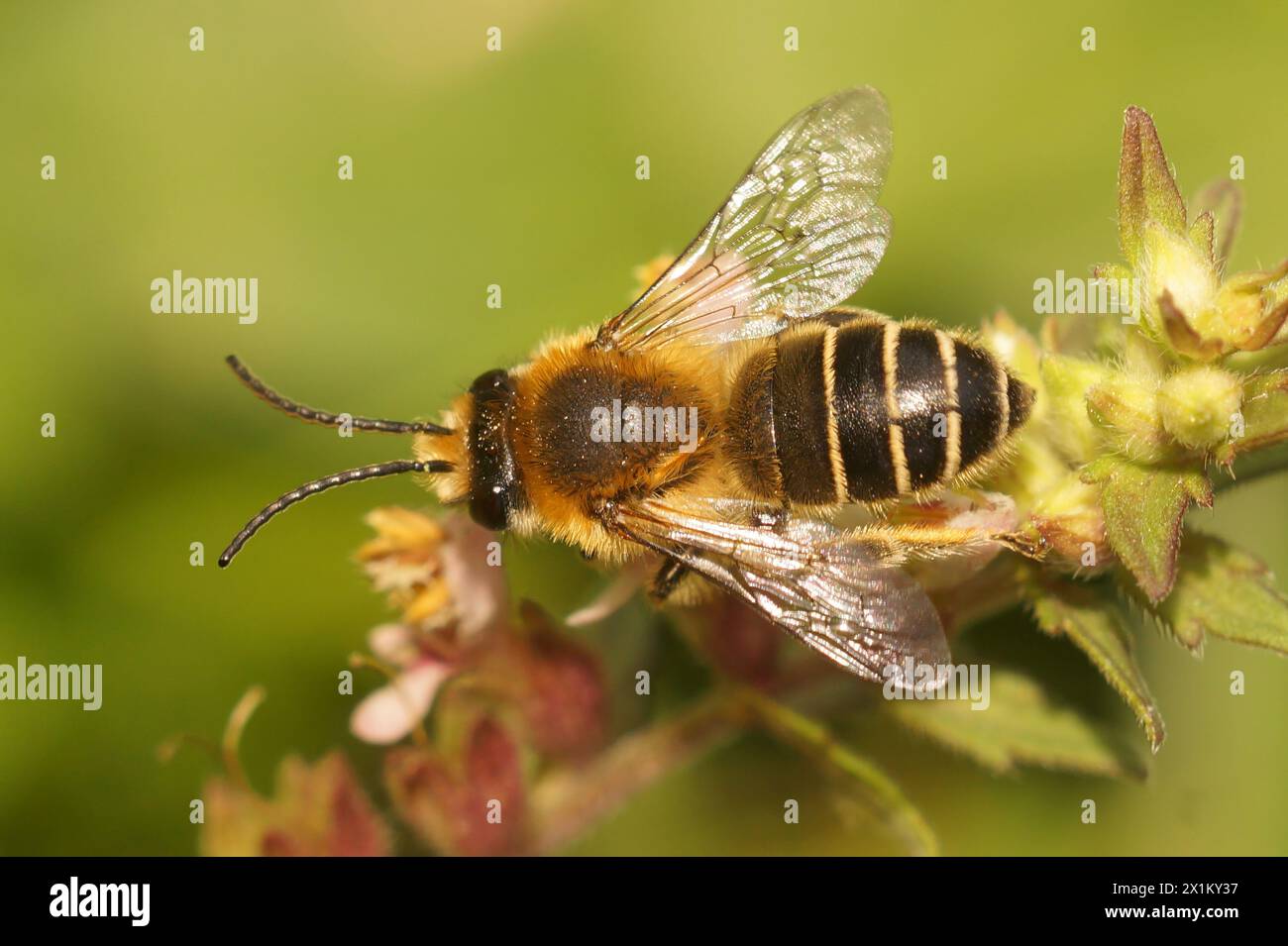 Gros plan naturel sur l'étrange mouche verte européenne de lanterne, Dictyophara europaea assis sur le bois Banque D'Images