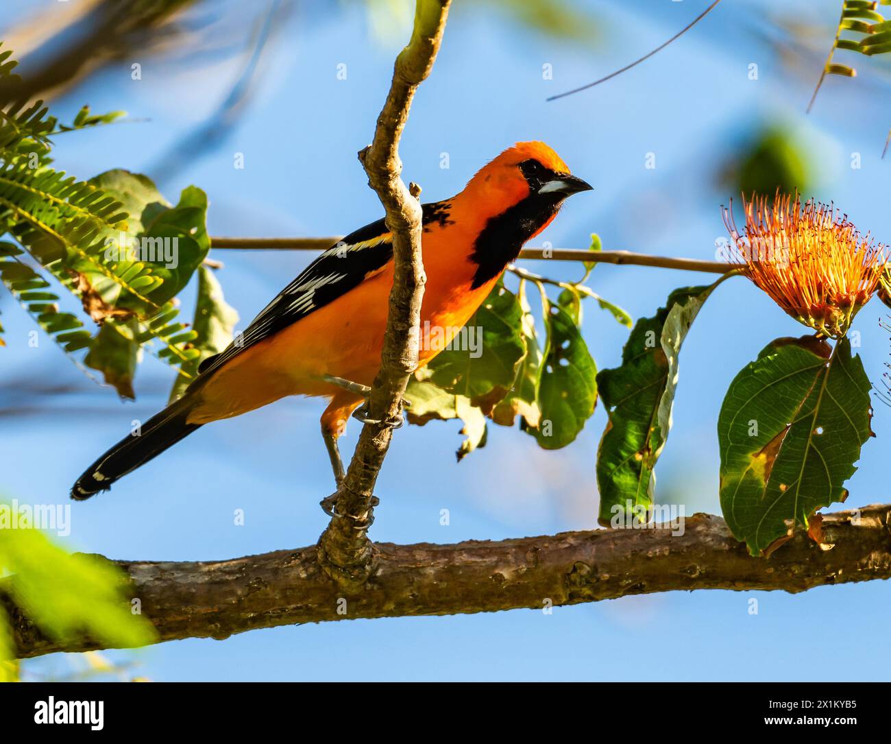 Oriole mâle à dos de strie (icterus pustulatus) perché sur une branche. Oaxaca, Mexique. Banque D'Images